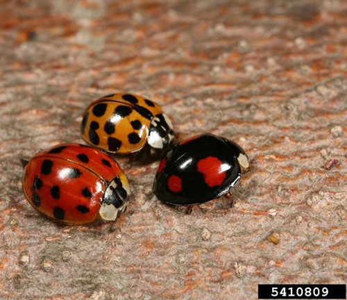 three lady beetles various colors