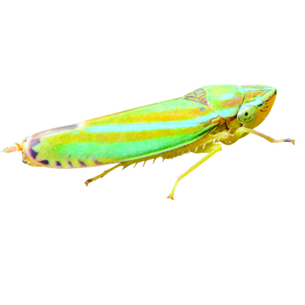 leafhopper