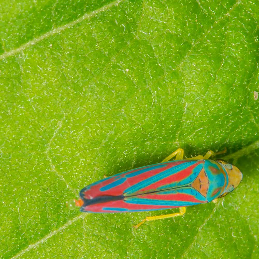 candy-striped-leafhopper