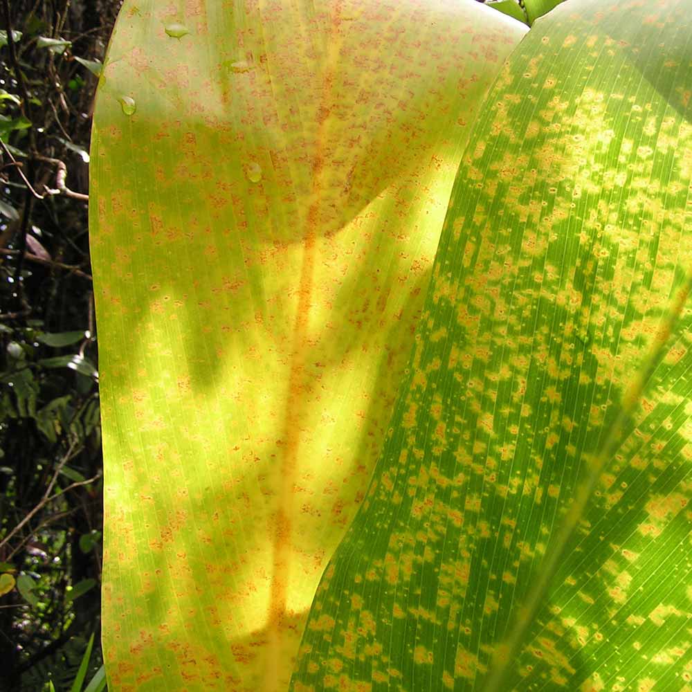 leafhopper-damage