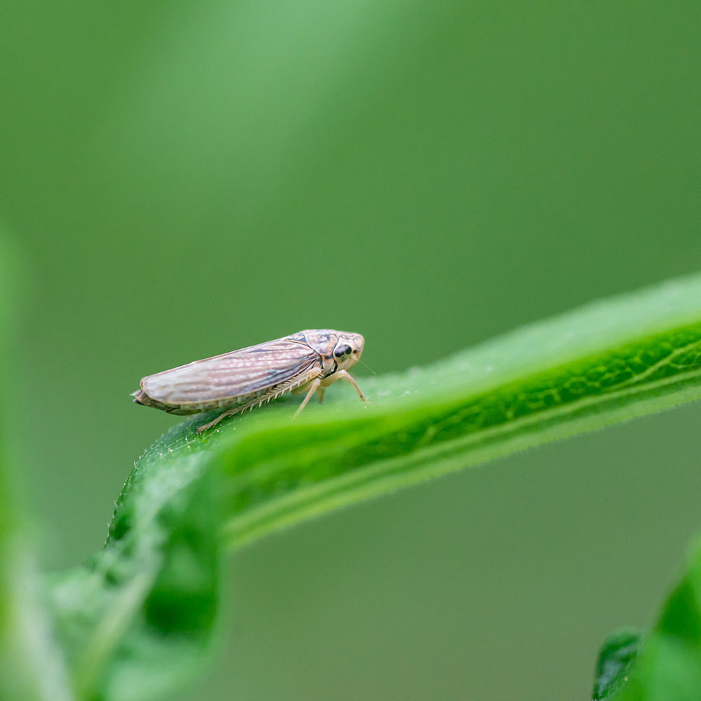leafhopper-in-spring