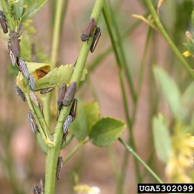 leafhopper-infestation