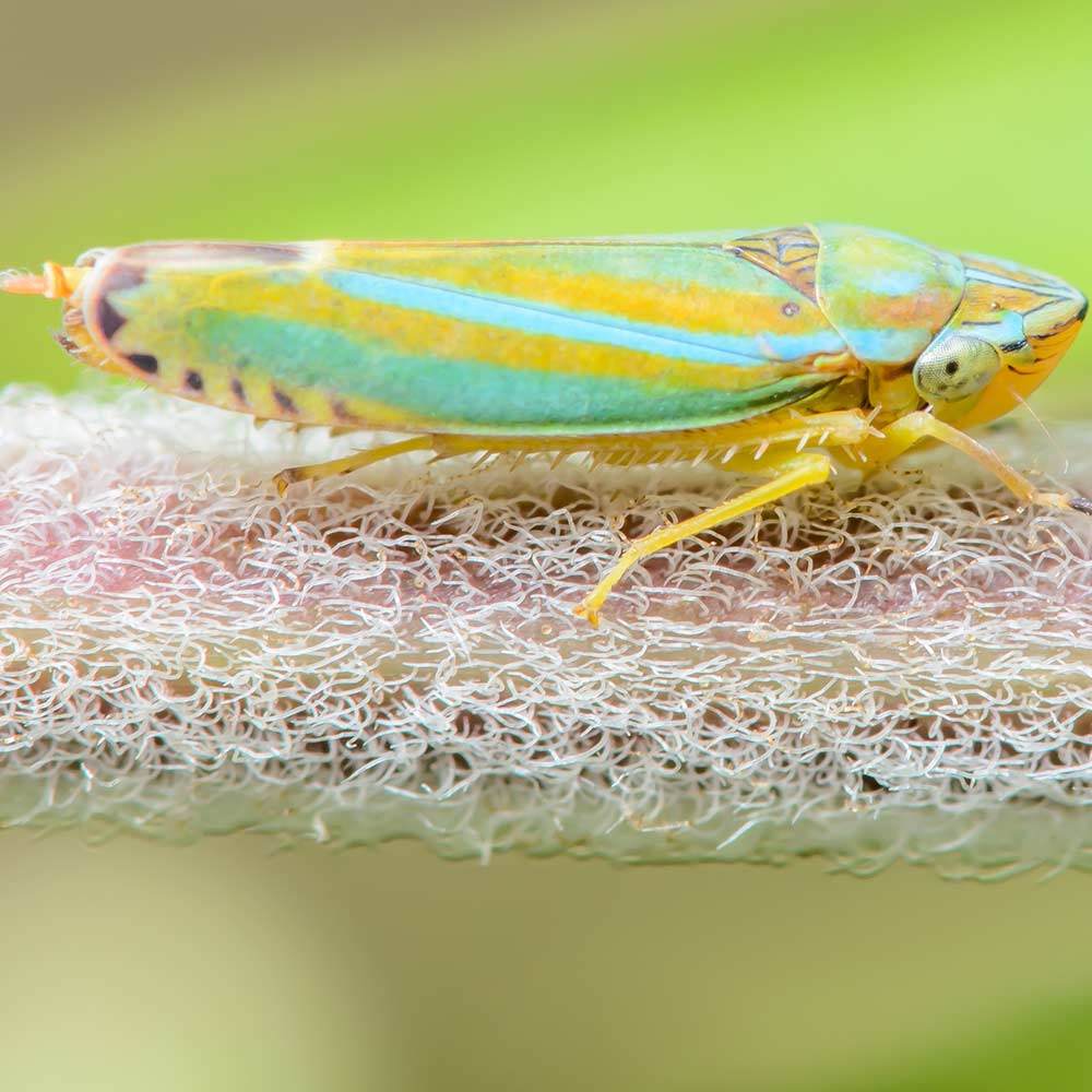 leafhopper-on-branch