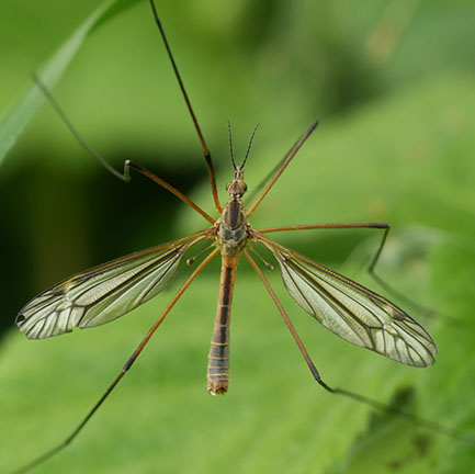adult crane fly closeup