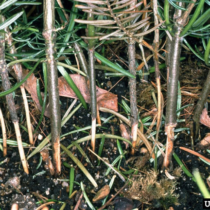 leatherjacket damage base of plant