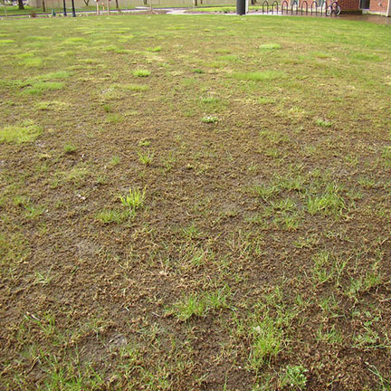 leatherjacket infestation