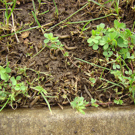 leatherjacket larvae and damage