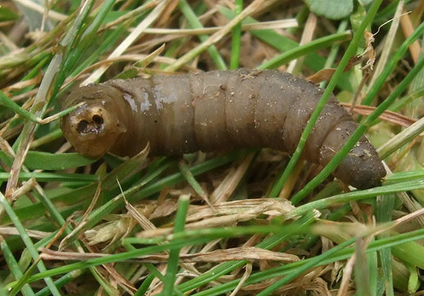 leatherjacket larvae close up