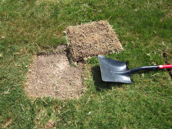 scouting for leatherjacket larvae