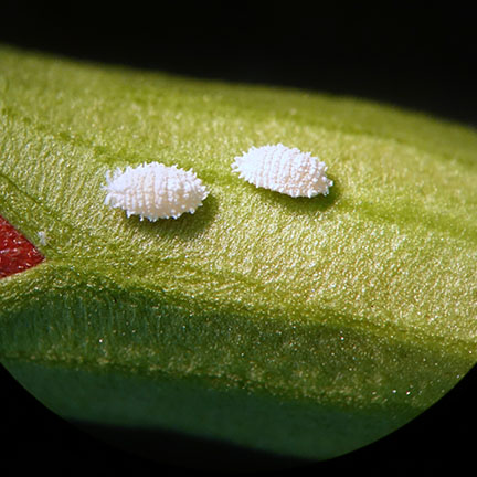 closeup of mealybug