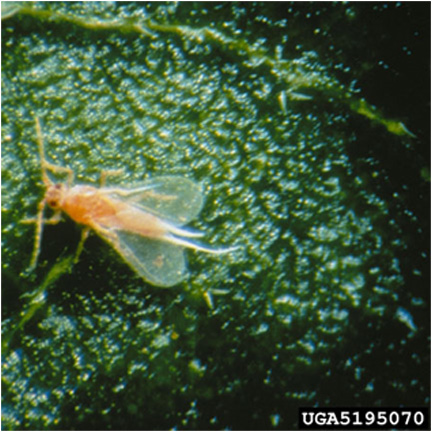 male mealybug
