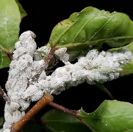 mealybug infestation on hibiscus leaf