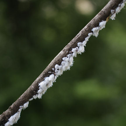 mealybugs covering tree branch