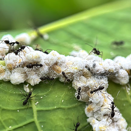 mealybugs with ants after honeydew