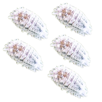 mealybugs