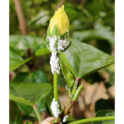 soft focus mealybug on plant