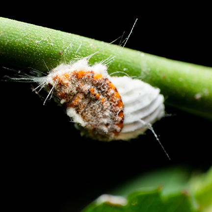 cottony-scale-insect