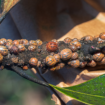 female-tuliptree-scale-insects