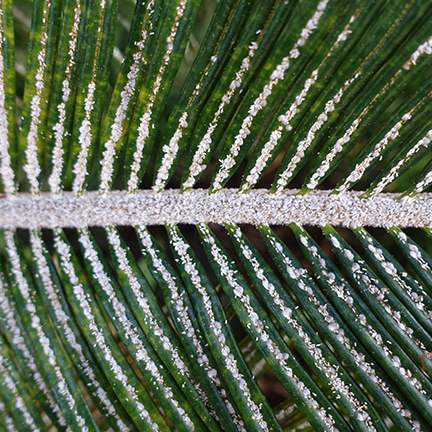 scale-insect-damage-2