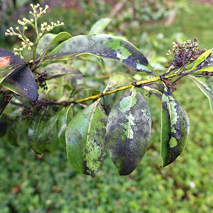 scale-insect-damage