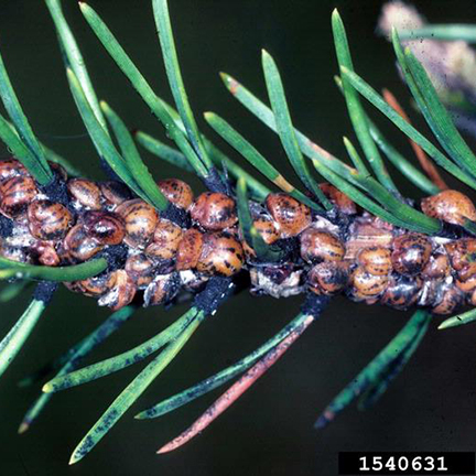 scale insects on evergreen branch