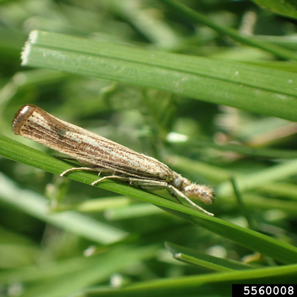 sod-webworm-on-grass