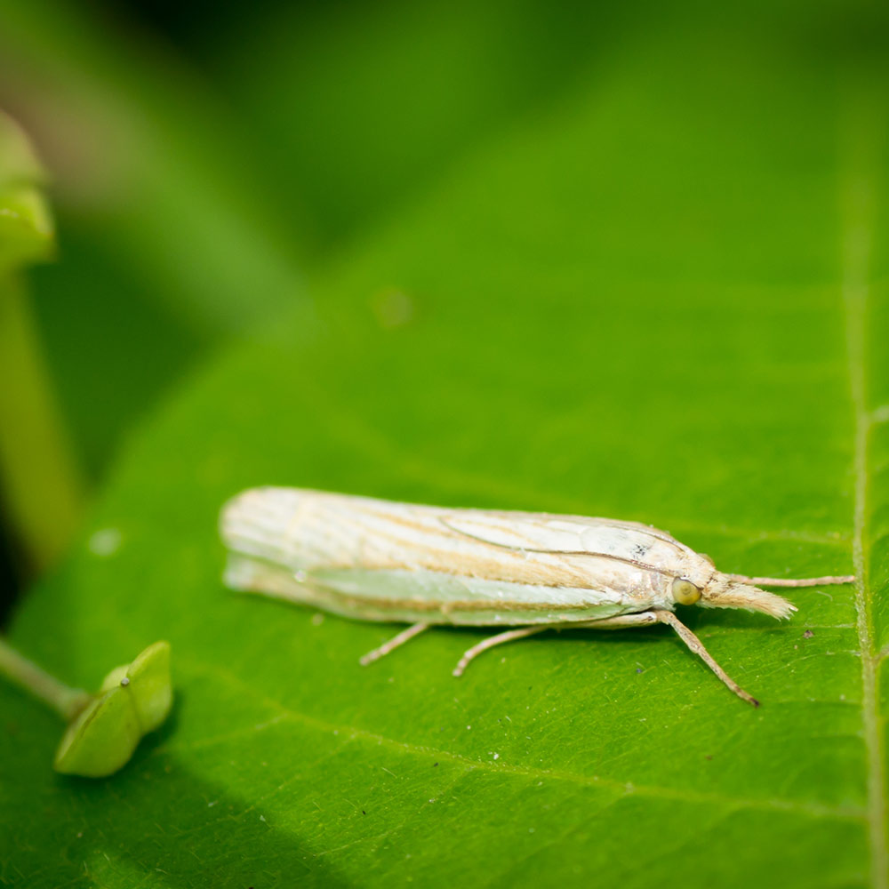 sod-webworm-on-leaf