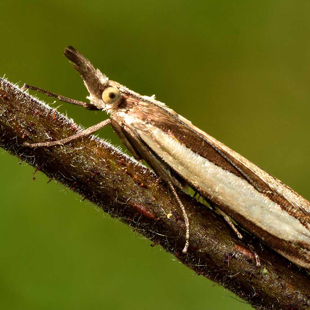 sod-webworm-on-stick