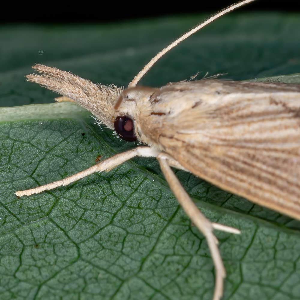 sod-webworm-snout