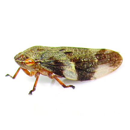 Spittle Bugs