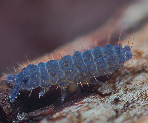 springtail close-up