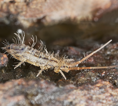springtail close-up