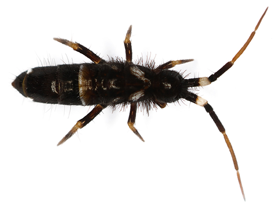 Turn Tail Insect Springtails