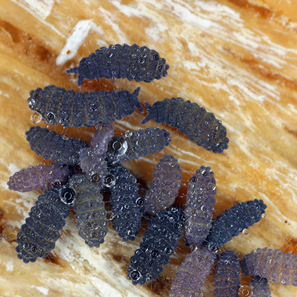 springtail infestation