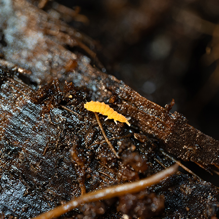 yellow springtail