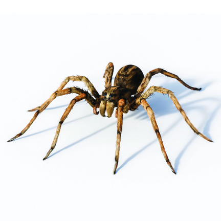 brown recluse vs wolf spider