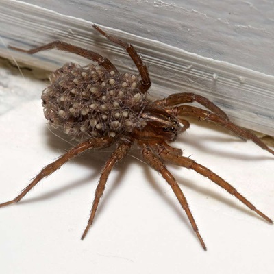 Wolf Spider Identification Chart