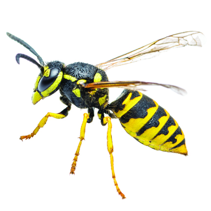 yellow-jackets