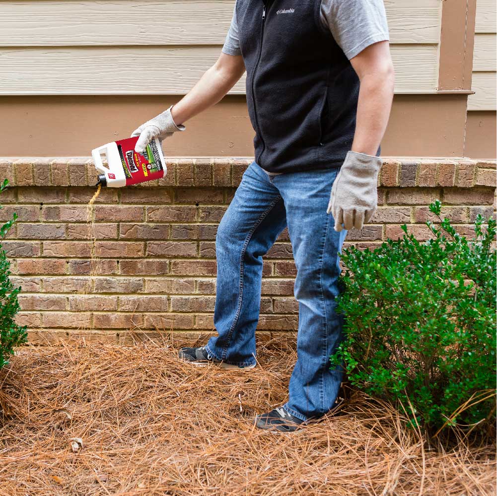 Amdro Ant Block in use