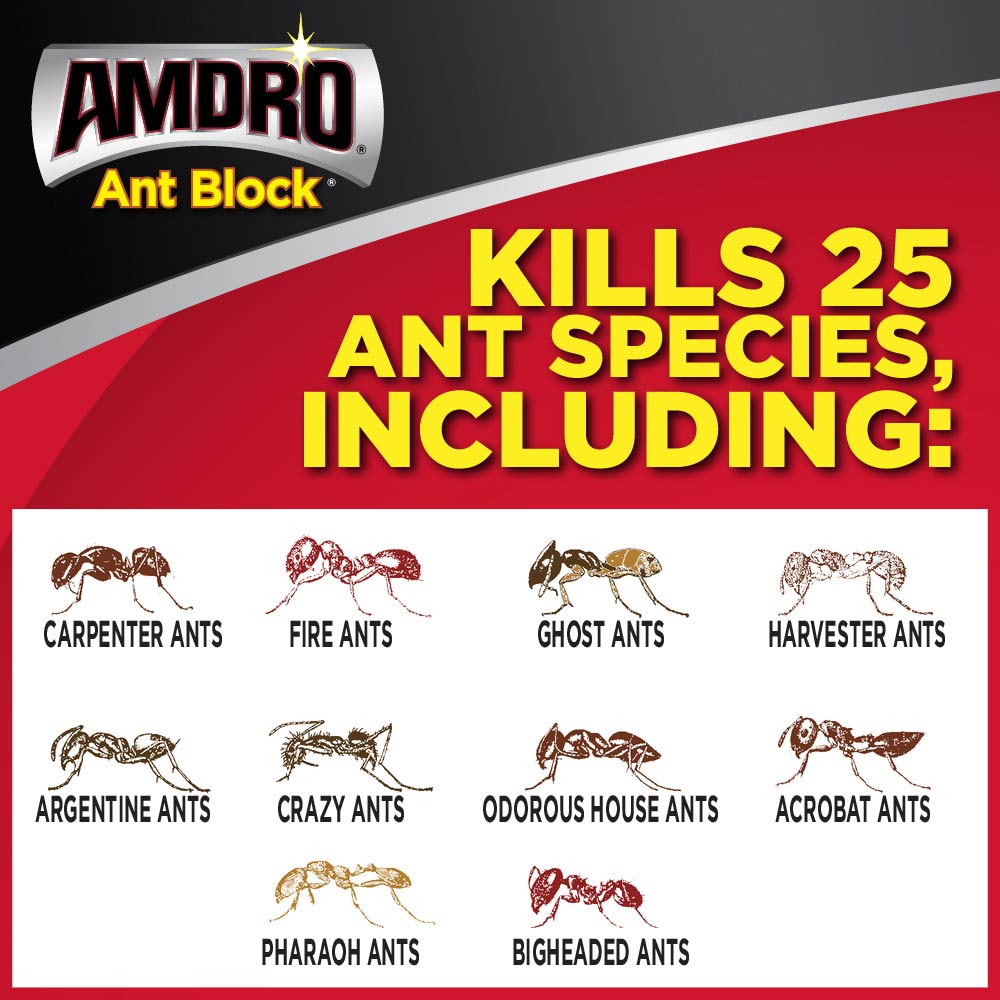 Different species of ants