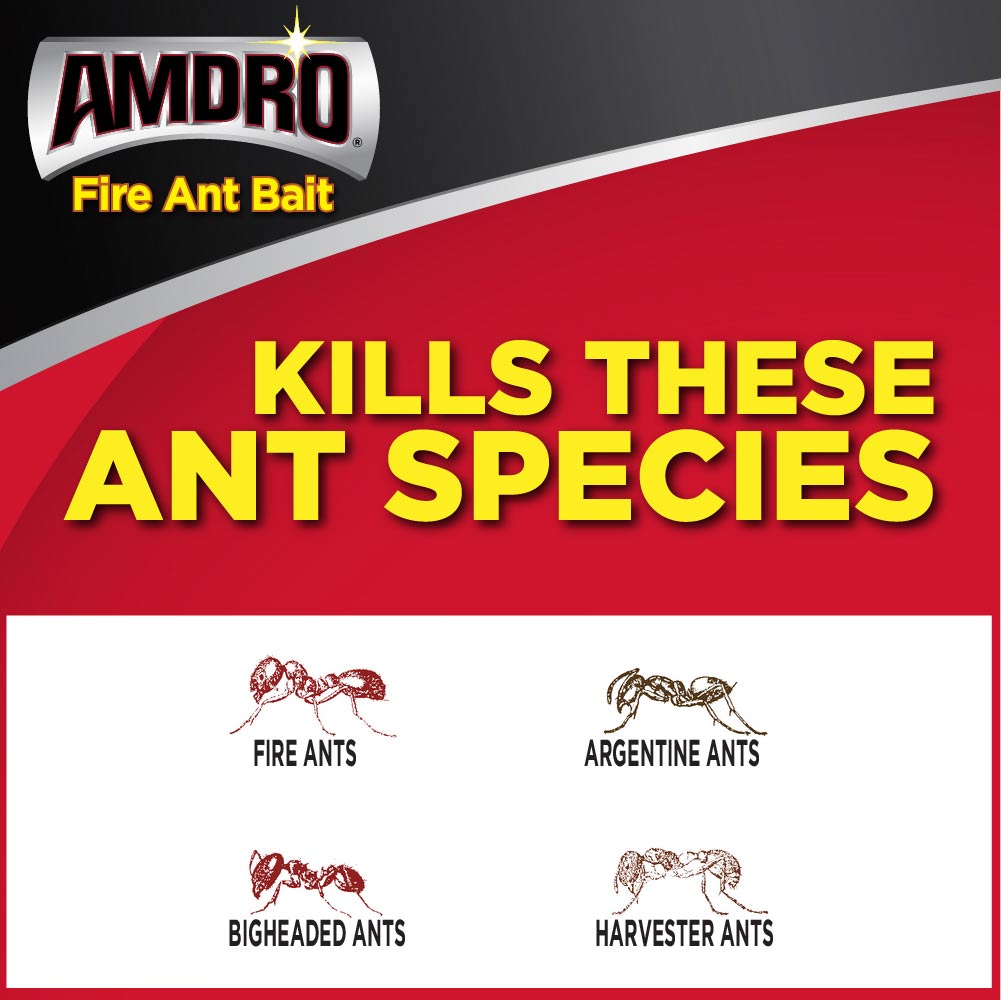 Species of fire ants