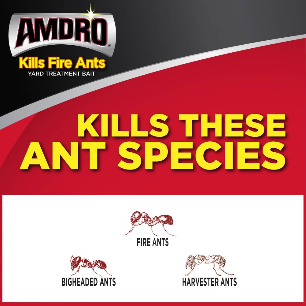 Species of fire ants