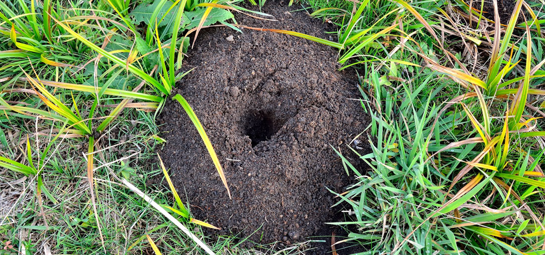 Детеныш крота. Ямы от кротов по весне. Mole hole в пятигорске. Крот под землей. Медведка землеройка.