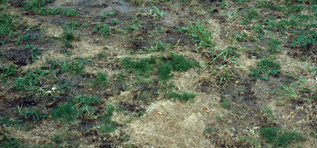 tunnels-in-lawn